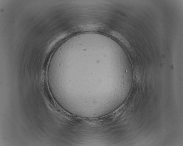X0000078250583200612011632