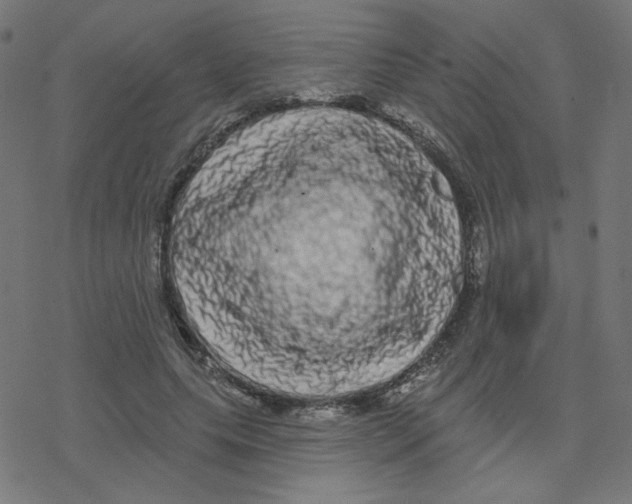 X0000078250639200612011630
