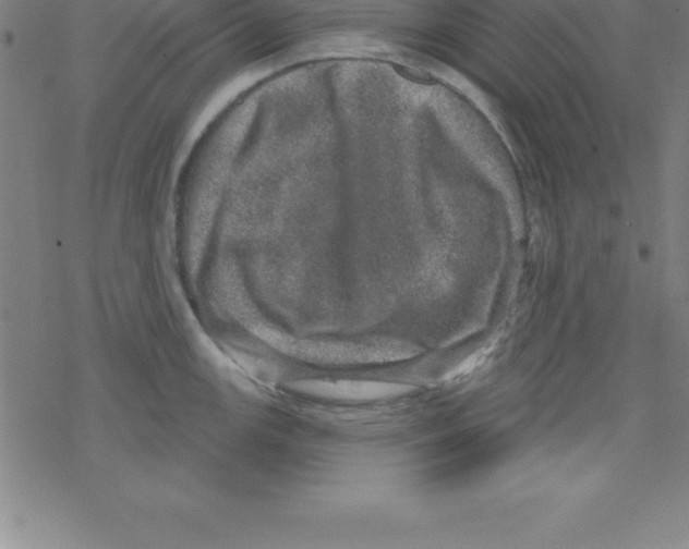 X0000078251147200612011623