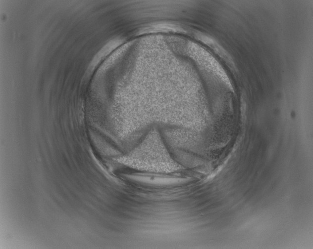 X0000078251233200612011621