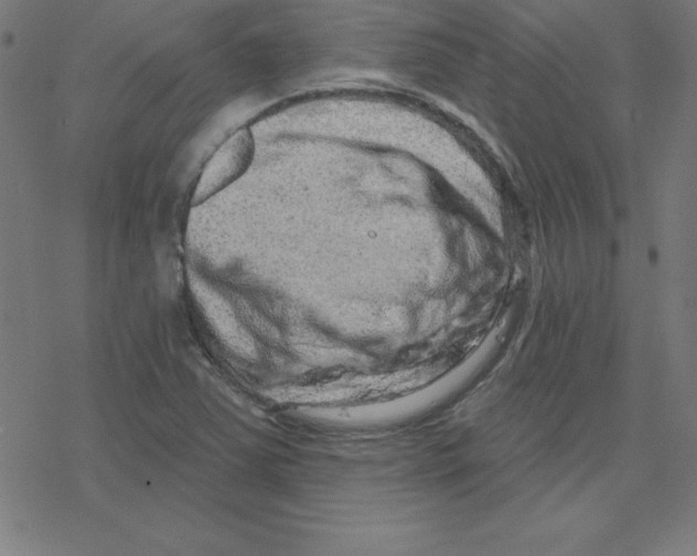 X0000078251363200612011619