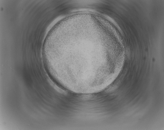 X0000078251482200612011617