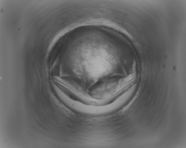 X0000078251506200612011616