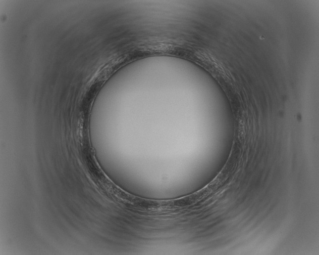 X0000078260739200611030919