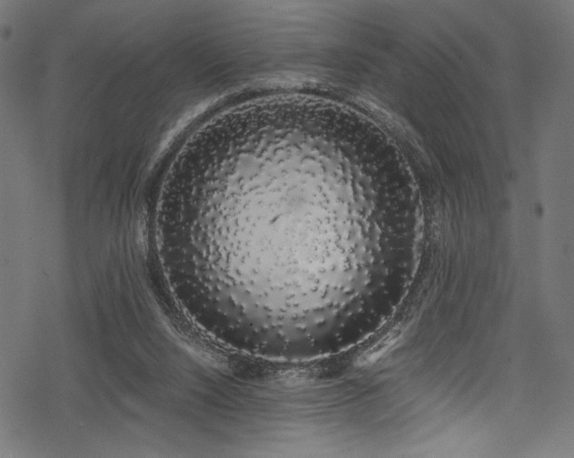 X0000078260064200611031213