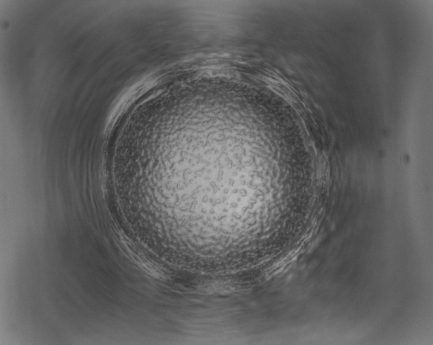 X0000078260293200611031209
