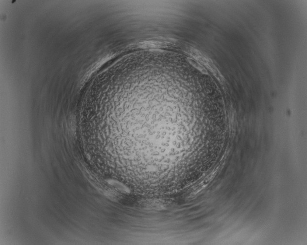 X0000078260297200611031209