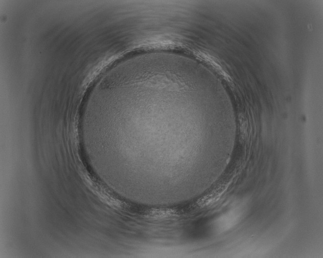 X0000078260487200611031206