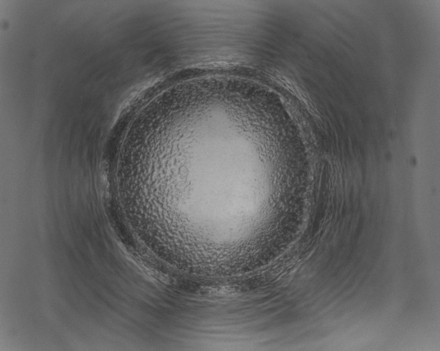 X0000078260688200611031203