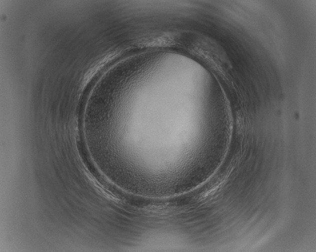 X0000078260725200611031202