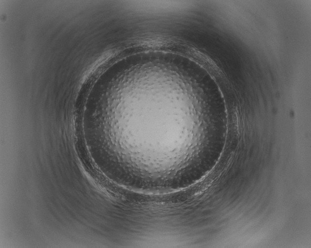 X0000078260730200611031202
