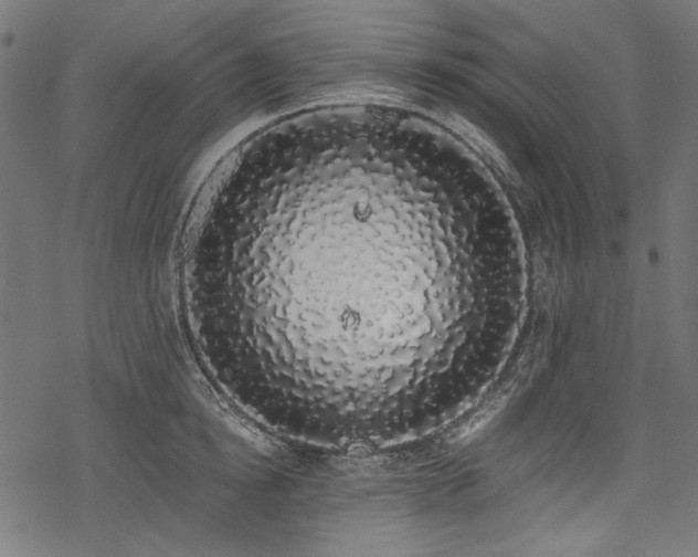 X0000078260854200611031200