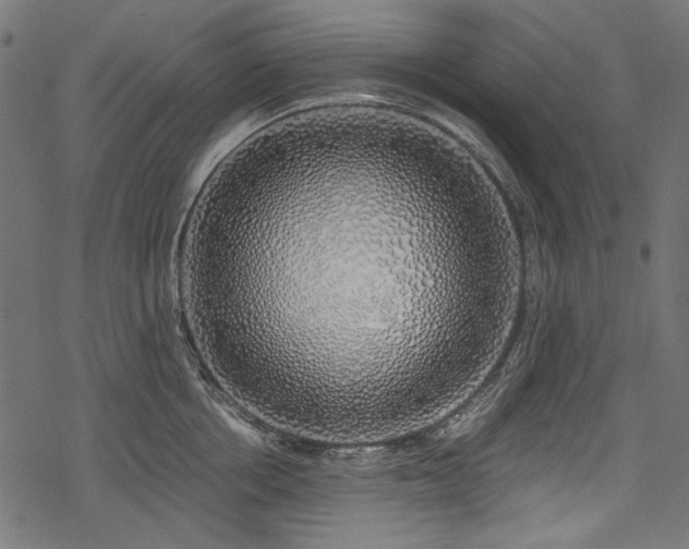 X0000078260858200611031201