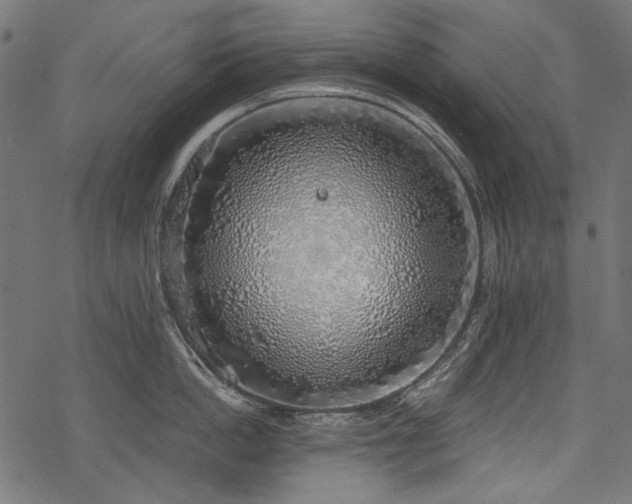 X0000078260862200611031201