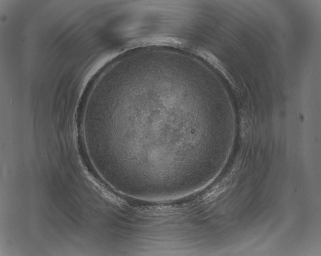 X0000078261024200611031157