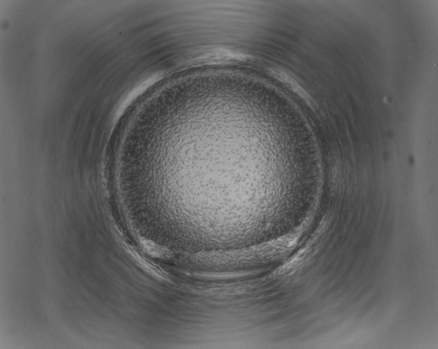 X0000078261026200611031157