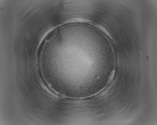 X0000078261116200611031155