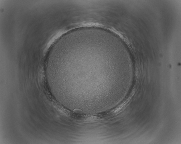 X0000078261263200611031153