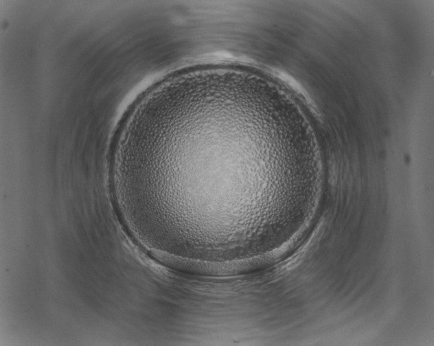 X0000078261326200611031153