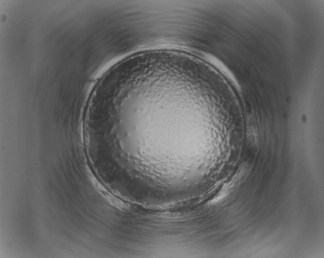 X0000078261388200611031151