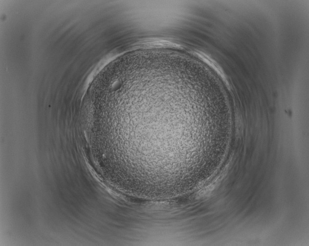 X0000078261481200611031150