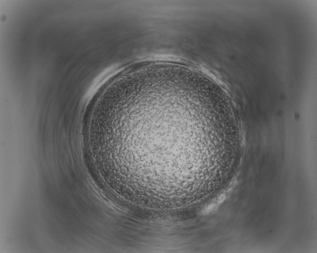 X0000078260199200611101044