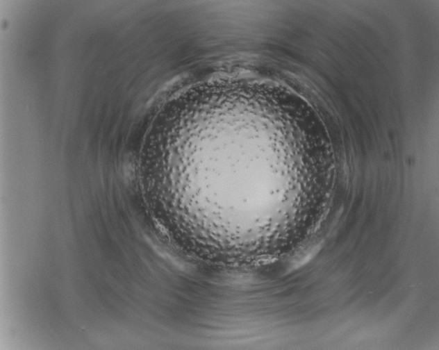 X0000078260284200611101043