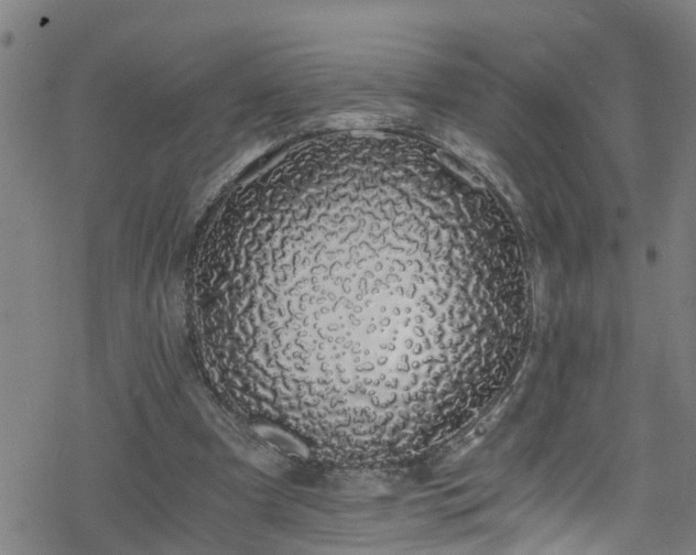 X0000078260297200611101042