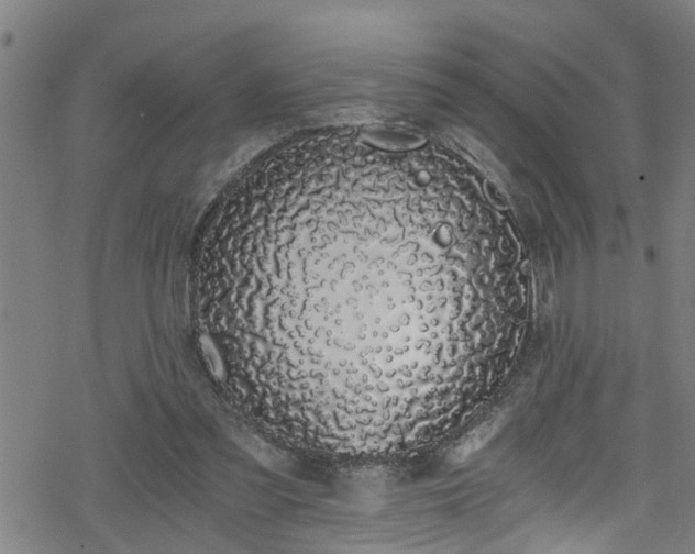 X0000078260301200611101042
