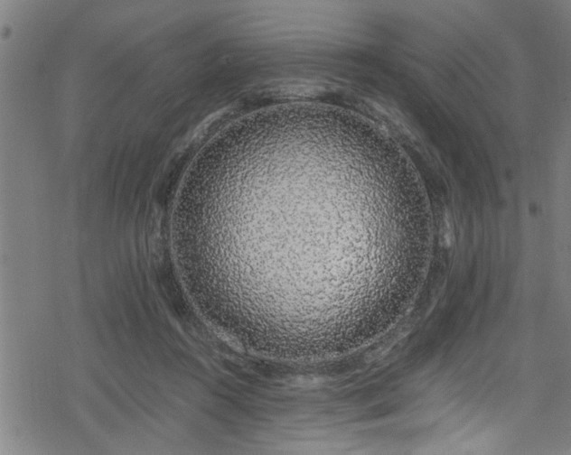 X0000078260360200611101041