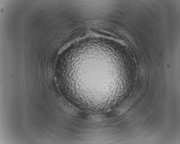 X0000078260417200611101040