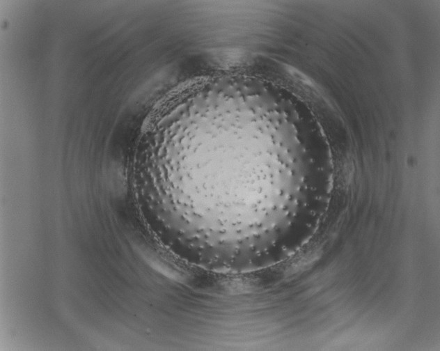 X0000078260558200611101038