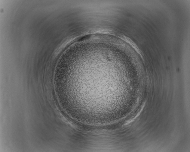 X0000078260577200611101037