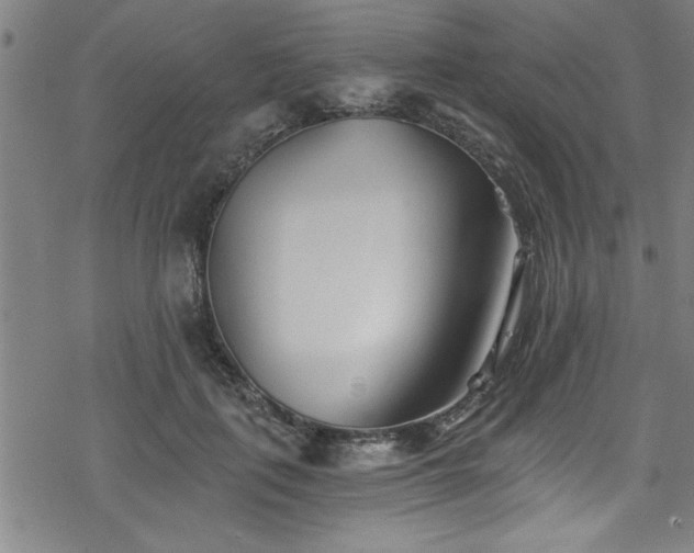 X0000078260651200611101036