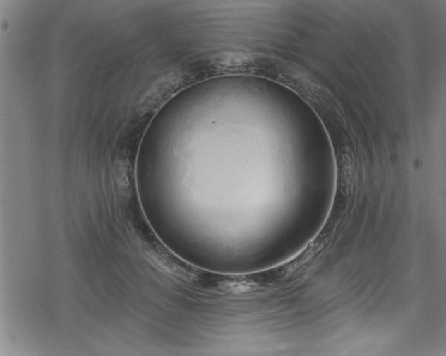 X0000078260654200611101036