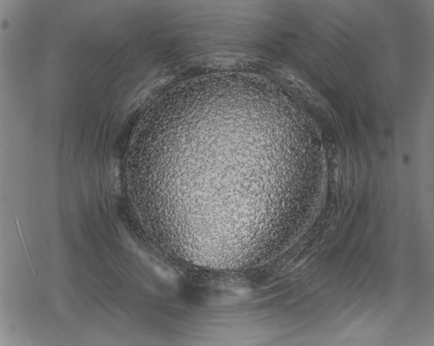 X0000078260696200611101035