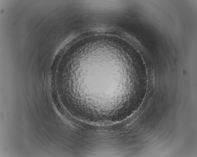 X0000078260730200611101034