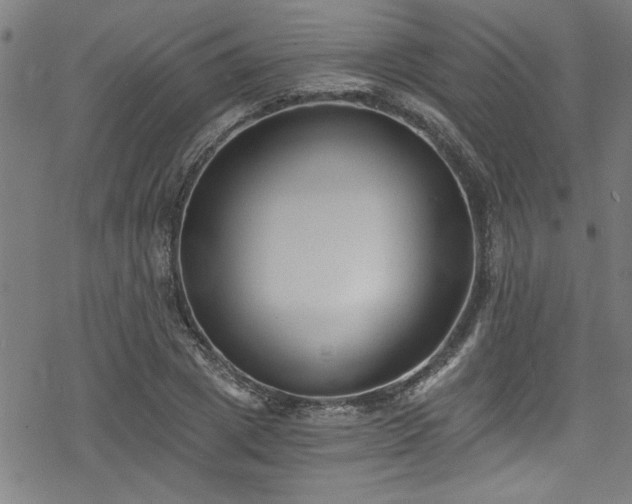 X0000078260833200611101033