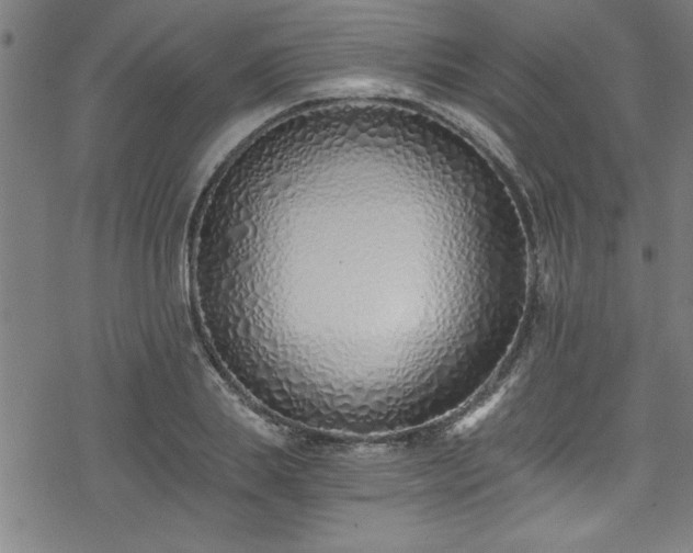 X0000078260839200611101033