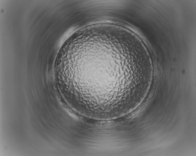 X0000078260858200611101033