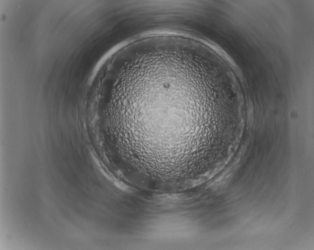 X0000078260862200611101033