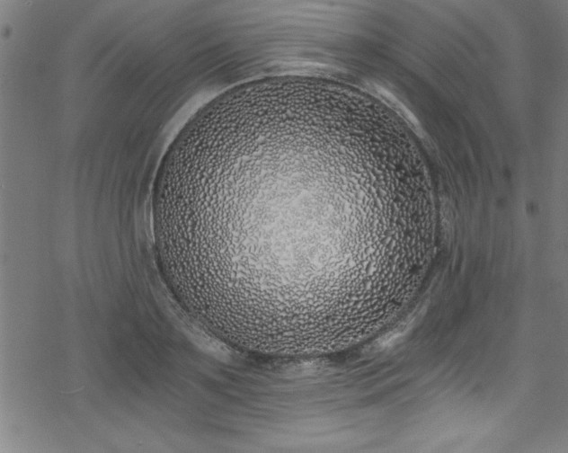 X0000078260891200611101032