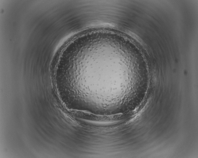 X0000078261022200611101030