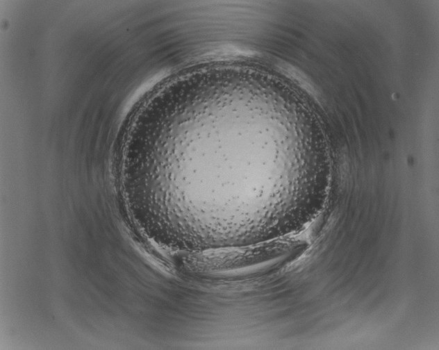 X0000078261026200611101030