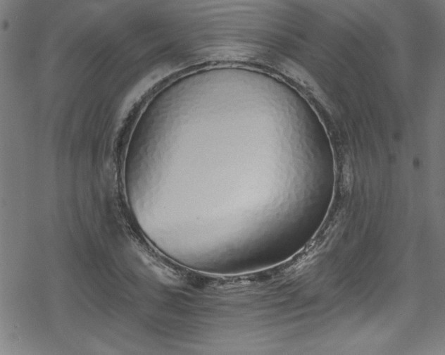 X0000078261027200611101030