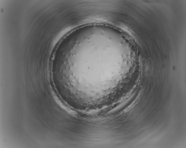 X0000078261038200611101030