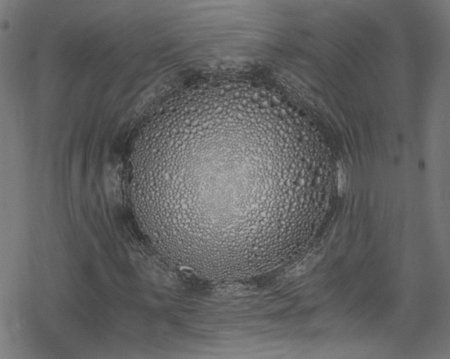 X0000078261059200611101029