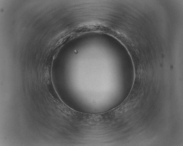 X0000078261062200611101029