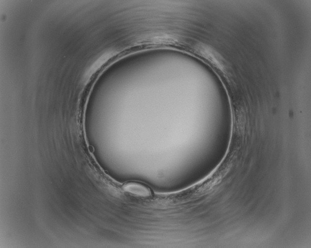 X0000078261071200611101029