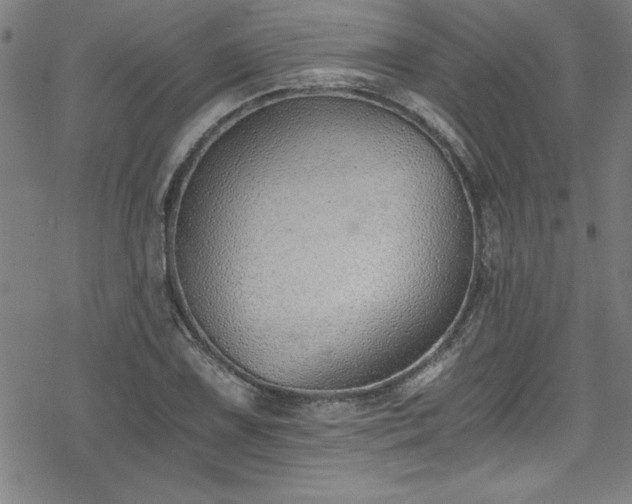 X0000078261075200611101029